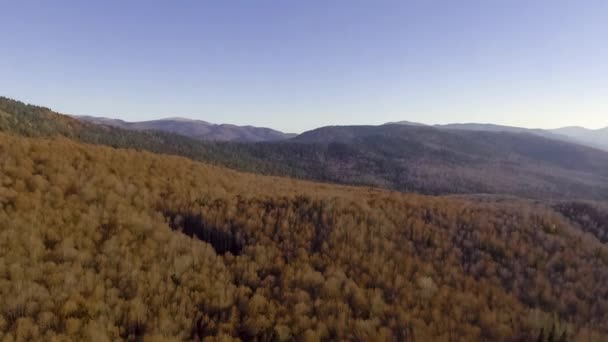 Survoler la forêt d'automne colorée — Video