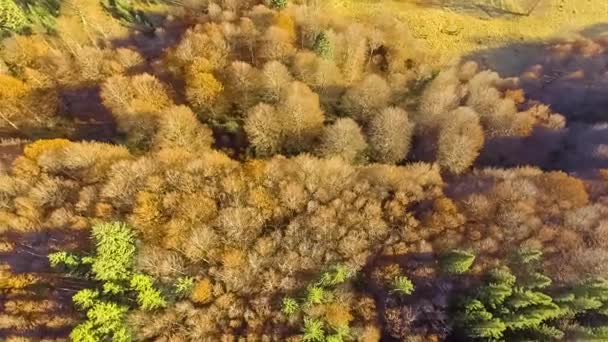 Nézd meg felülről színes őszi erdő — Stock videók