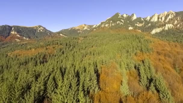 Voar sobre floresta de outono colorido — Vídeo de Stock