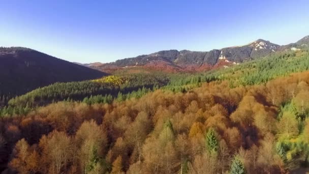 Vliegen over de kleurrijke herfst bos — Stockvideo
