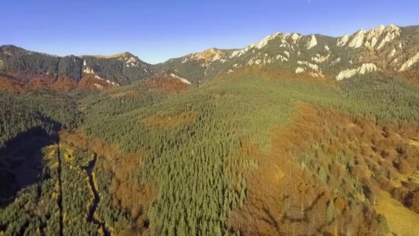 Πετούν πάνω από το πολύχρωμο φθινόπωρο δάσος — Αρχείο Βίντεο