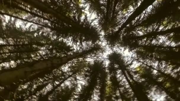 Небо крізь осінній ліс — стокове відео