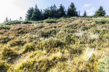 Mor çiçek açan çiğdemler dağlarda