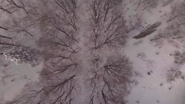 karla kaplı ağaçlar Şehir Parkı