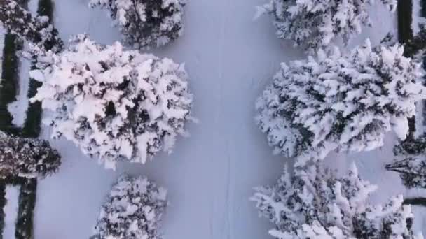 Snötäckta träd i stadsparken — Stockvideo