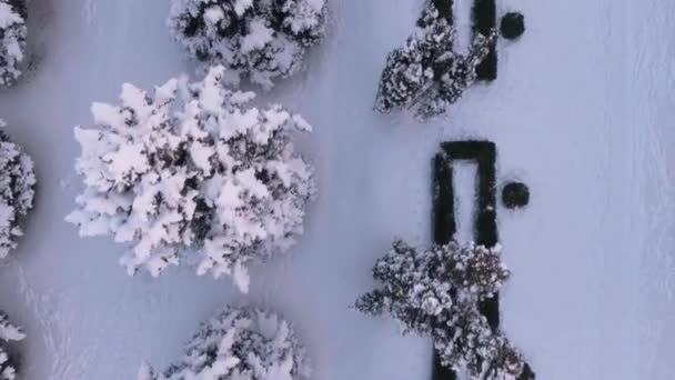 Снігові покриті дерева в міському парку — стокове відео