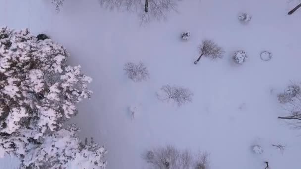 Árboles nevados en el parque de la ciudad — Vídeo de stock