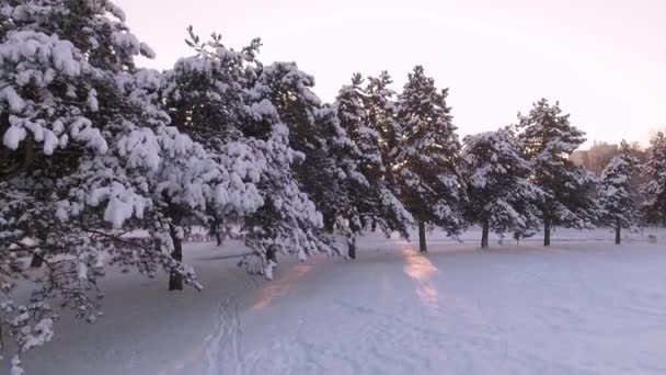 在城市公园中白雪覆盖的树木 — 图库视频影像