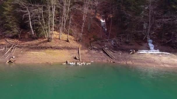 Aves acuáticas que acuden al lago — Vídeo de stock