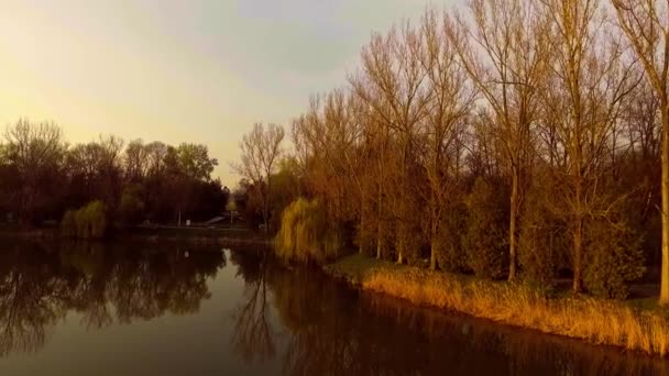Gün batımında söğüt ağacı ile göl — Stok video