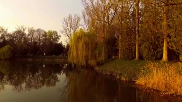 Lake with willow tree at sunset — Stock Video