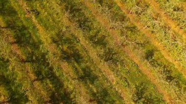 Çiçek açan orchard, erken Bahar