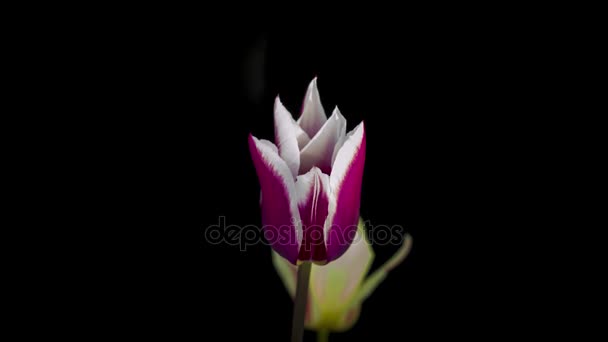 Pink tulips on black background — Stock Video