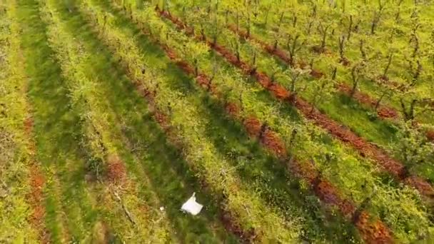 Çiçek açan orchard, erken Bahar — Stok video