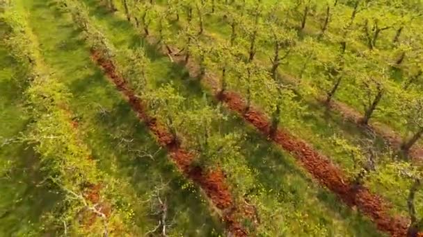 Çiçek açan orchard, erken Bahar — Stok video