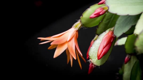 Bloeiende bloemen van cactussen, Lidcactus — Stockvideo