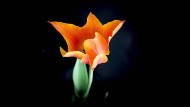 Cierre de tulipán rojo — Vídeos de Stock