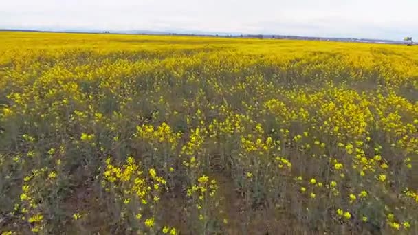 Campo de flores de colza amarilla — Vídeo de stock