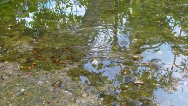 Flaques d'eau de pluie sur un trottoir dans la ville — Video