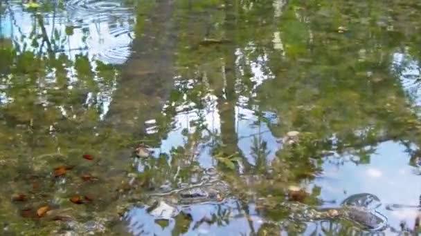 Charcos de lluvia en un pavimento de la ciudad — Vídeos de Stock