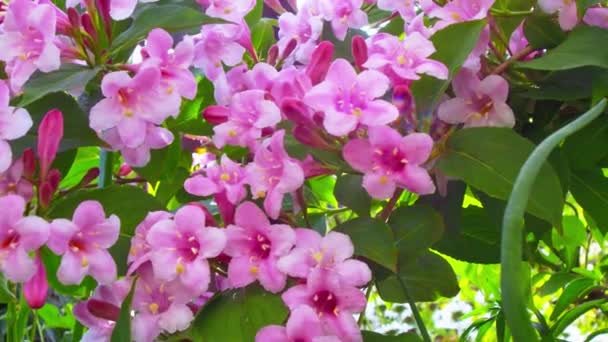 Pink flower tree — Stock Video