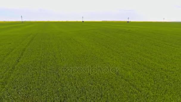 Campo de trigo contra el cielo azul — Vídeo de stock