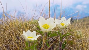 Güzel dağ çiçekleri
