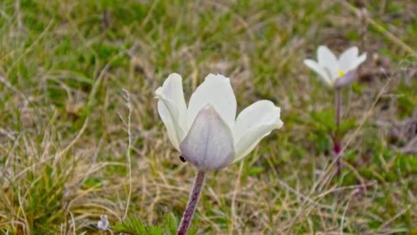 Schöne Bergblumen — Stockvideo