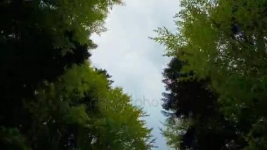 Yeşil bahar ormandaki gökyüzünün görünümü