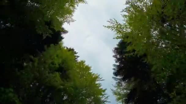 Zicht op de lucht in groene lente bos — Stockvideo