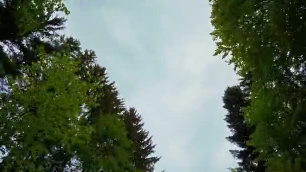 Вид на небо в зеленому весняному лісі — стокове відео