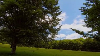 Yeşil bahar ormandaki gökyüzünün görünümü