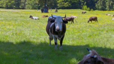 Dağ mera üzerinde otlatma inekler