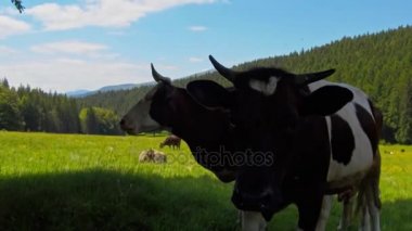 Meraklı inek çayırda