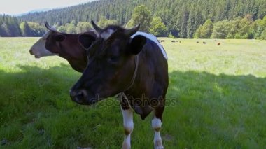 Meraklı inek çayırda