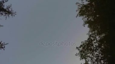 Yeşil bahar ormandaki gökyüzünün görünümü