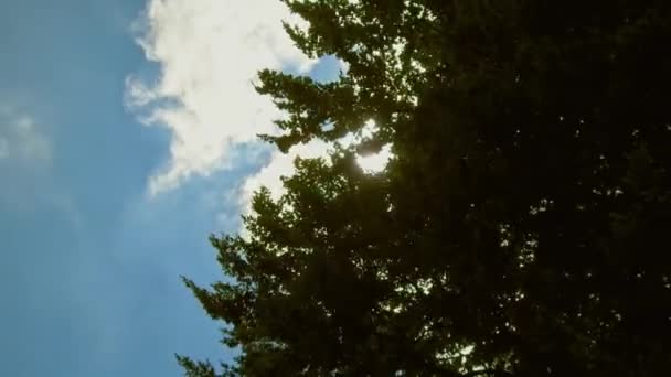 Vue du ciel dans la forêt printanière verte — Video