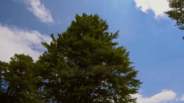 View of the sky in green spring forest — Stock Video