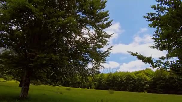 Zicht op de lucht in groene lente bos — Stockvideo