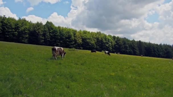 Vacas pastando en pastos de montaña — Vídeo de stock