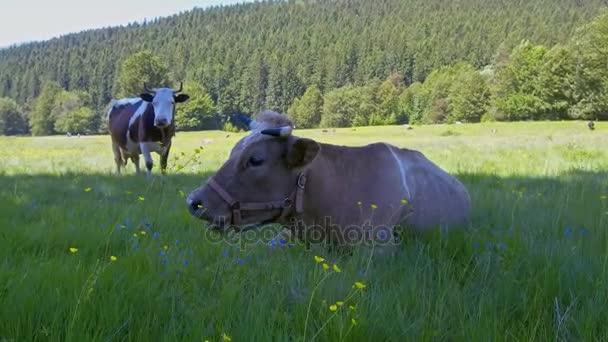 Vacas pastando en pastos de montaña — Vídeo de stock