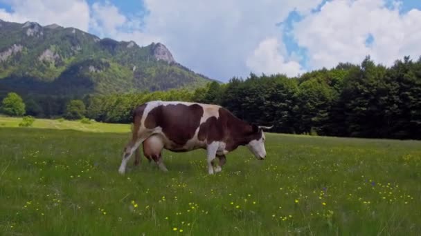 Коровы пасутся на горных пастбищах — стоковое видео