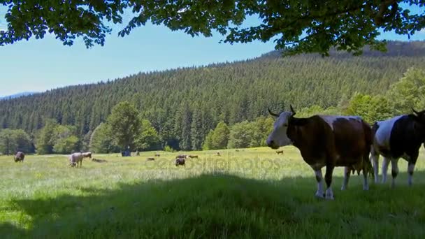 Vacas pastando en pastos de montaña — Vídeo de stock