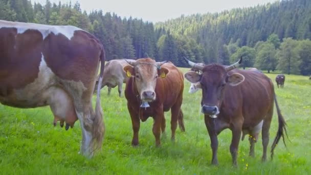 Mucche al pascolo sui pascoli di montagna — Video Stock