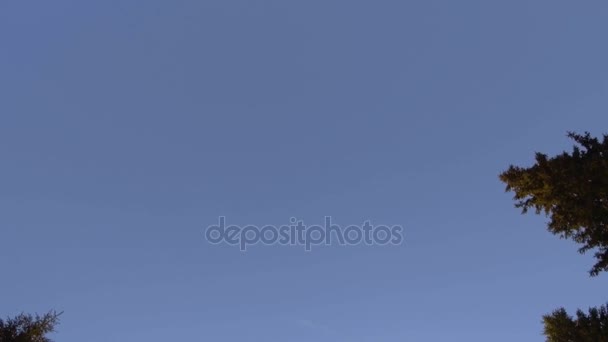 Vue du ciel dans la forêt printanière verte 