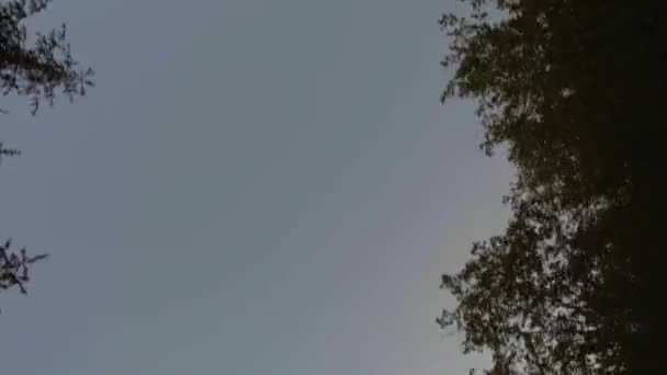 Vue du ciel dans la forêt printanière verte 