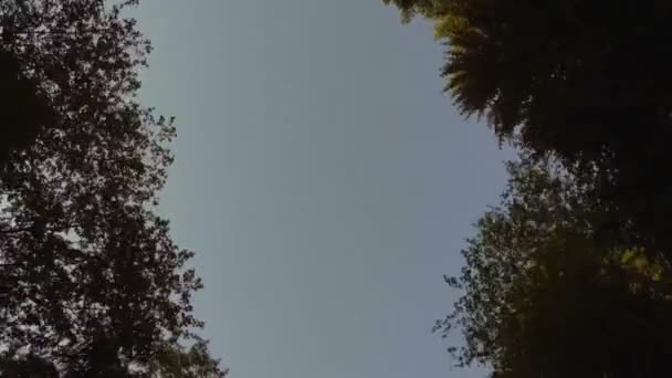 Vue du ciel dans la forêt printanière verte 