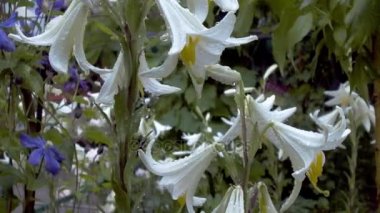 yağmur ıslak soluk Beyaz Zambak çiçeği