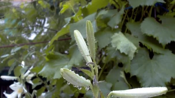 Pale white lily flower wet with rain — Stock Video