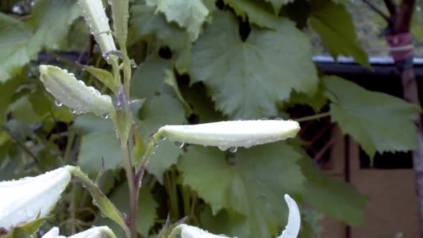 Flor de lirio blanco pálido mojado con lluvia — Vídeo de stock